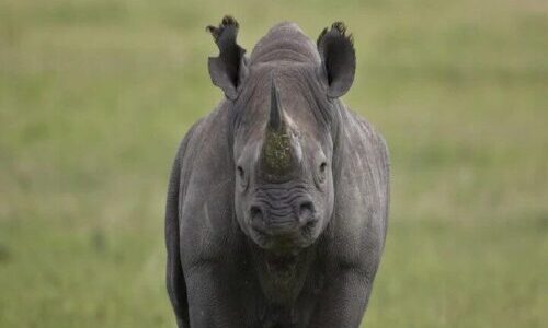 Black and ' White ' rhinos in lake Nakuru national park, Kenya