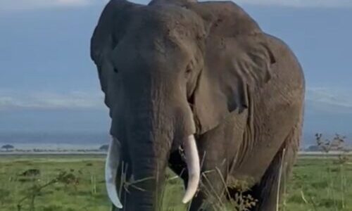 The great African Elephant in Amboseli national park Kenya.