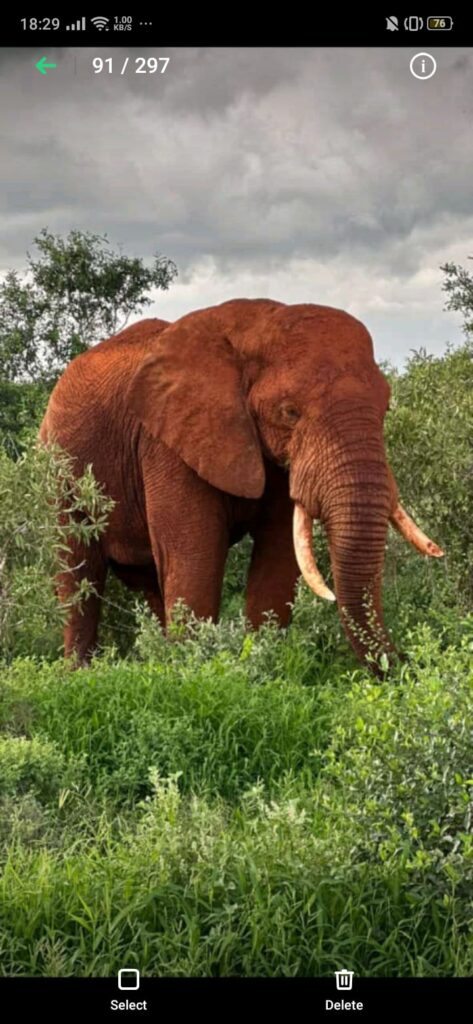 The red elephant of the Tsavo East national park, Kenya.