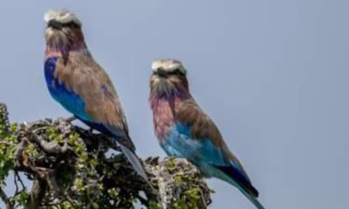 Birding and photography safaris ,keni