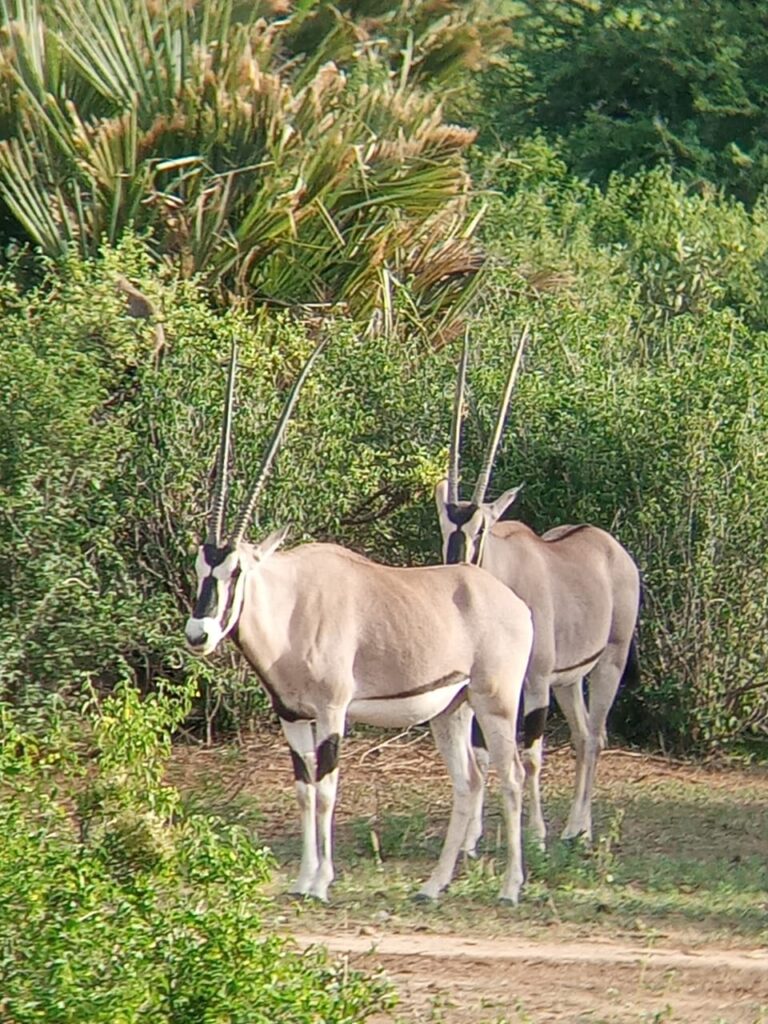 Oryx antelopes in Tsavo West National park , Kenya.